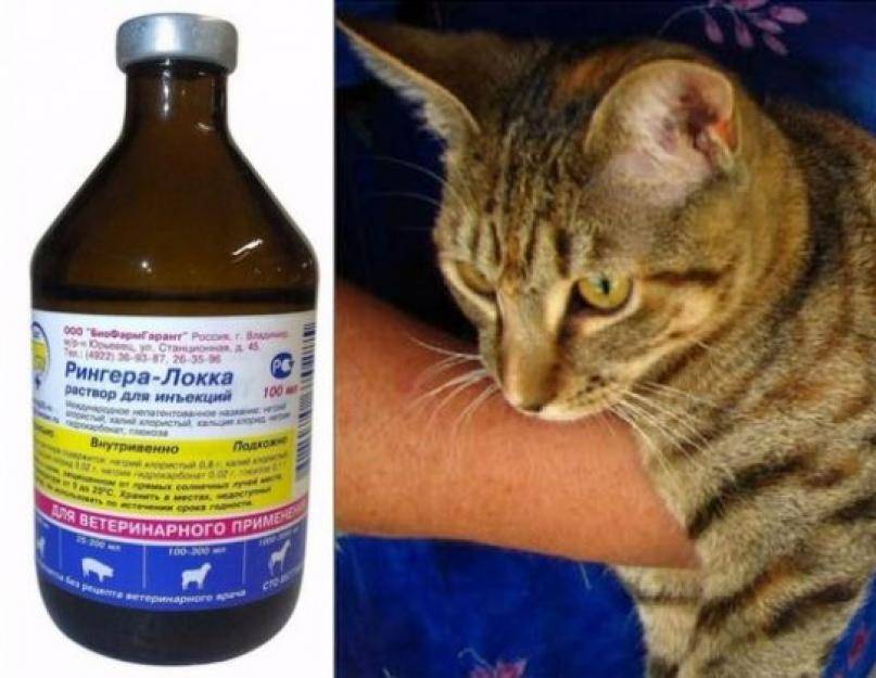 Рвота у кошек: причины и лечение, виды, первая помощь