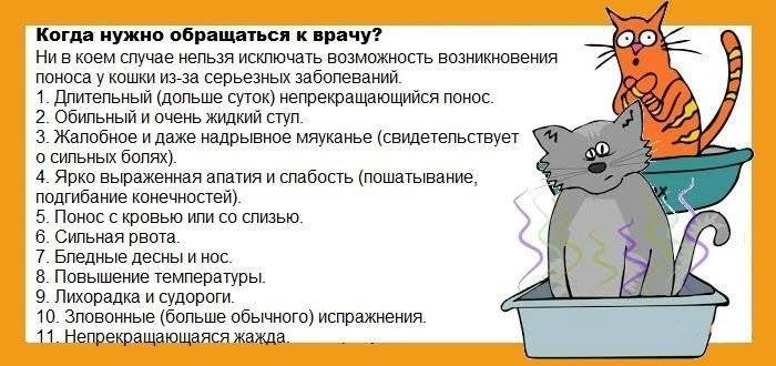 ᐉ почему котенок пускает газы очень сильно, кошки пукают - zoo-mamontenok.ru