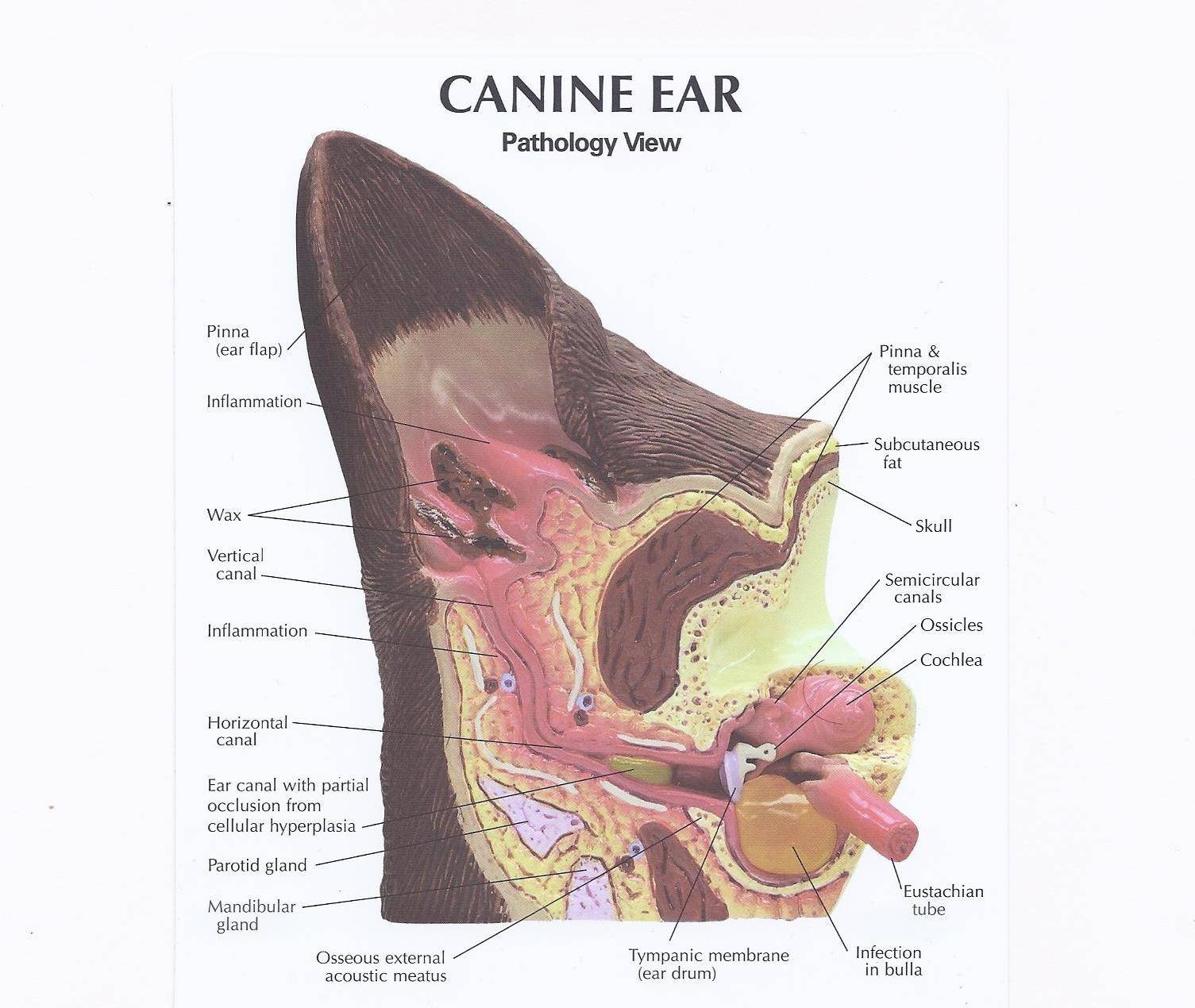 У каких животных есть ушная раковина. Ухо собаки строение анатомия. Строение наружного уха собаки. Строение уха у кошки в разрезе. Строение уха кошки анатомия.