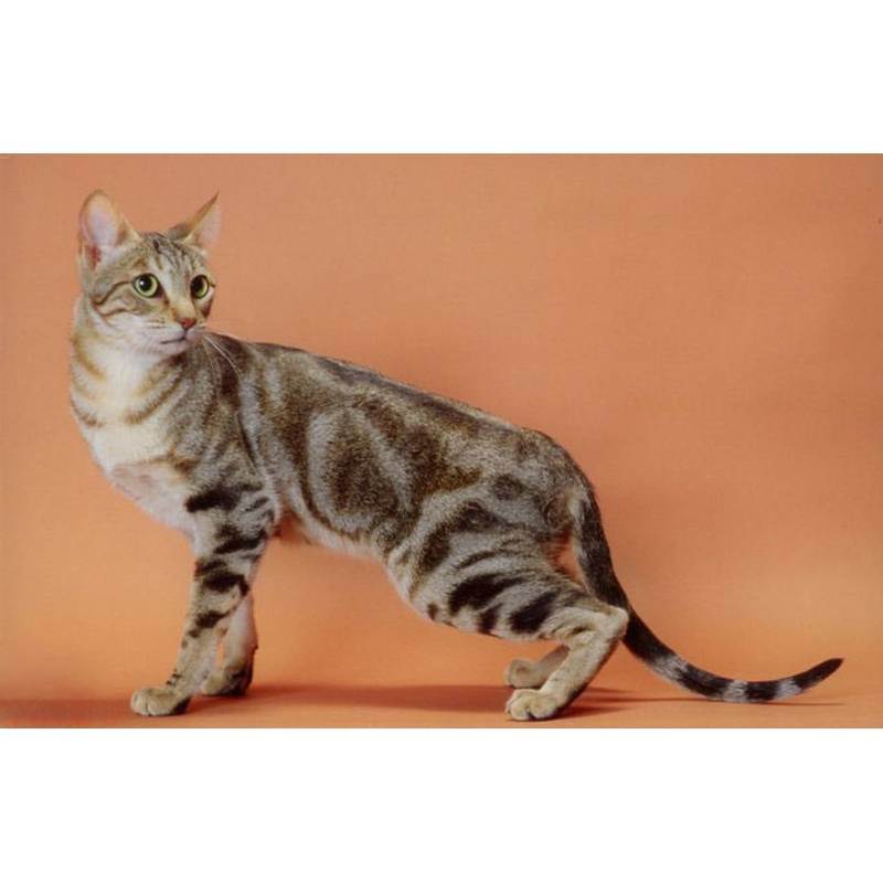 Сококе: фото, цена котенка, описание породы и характера, уход
