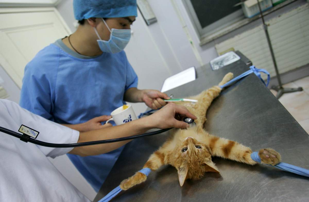 Как проходит стерилизация кошек проколом, ее достоинства и цена