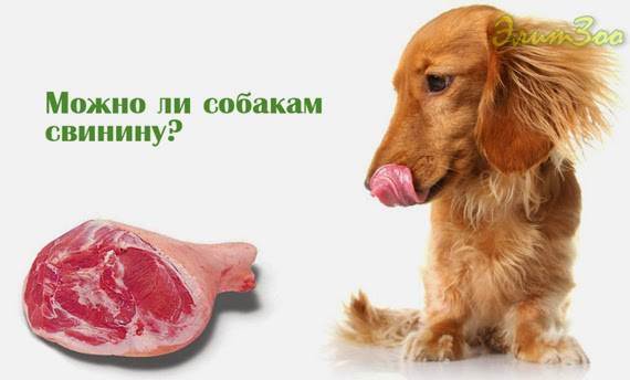 Почему собакам нельзя давать свинину: особенности рациона питомцев