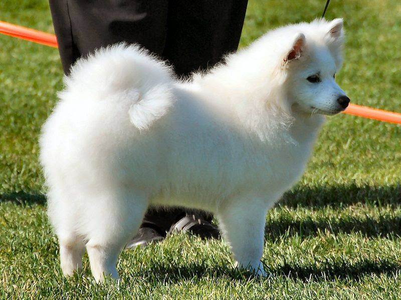 Основные сведения об американских эскимосских шпицах: размеры, внешний вид собаки