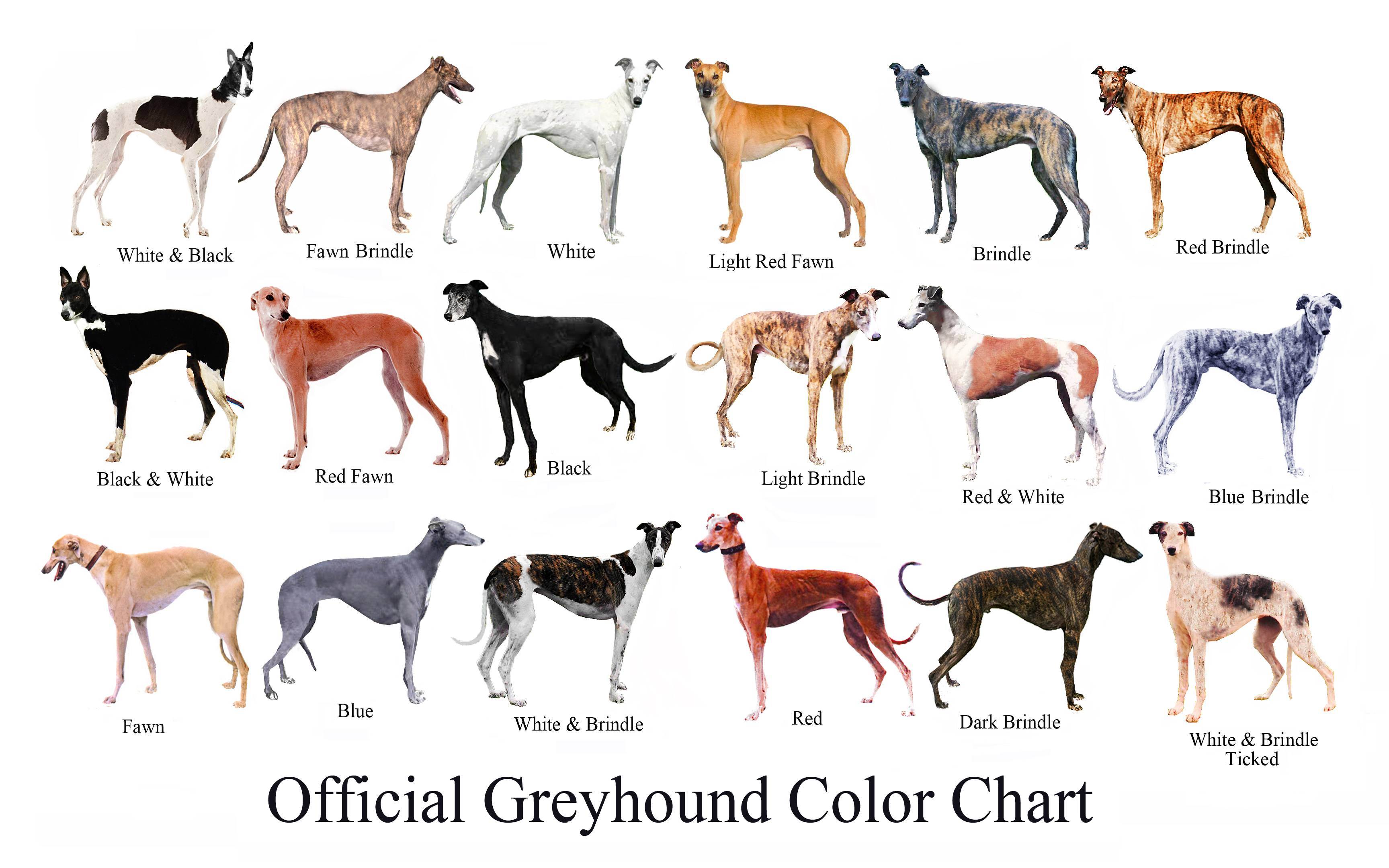 Собака породы грейхаунд: особенности и основные характеристики, основы воспитания и содержания