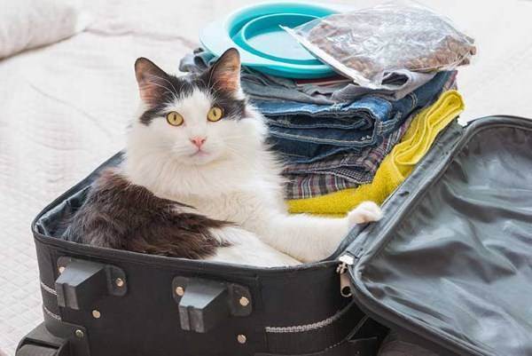 Где оставить кошку на время отпуска?