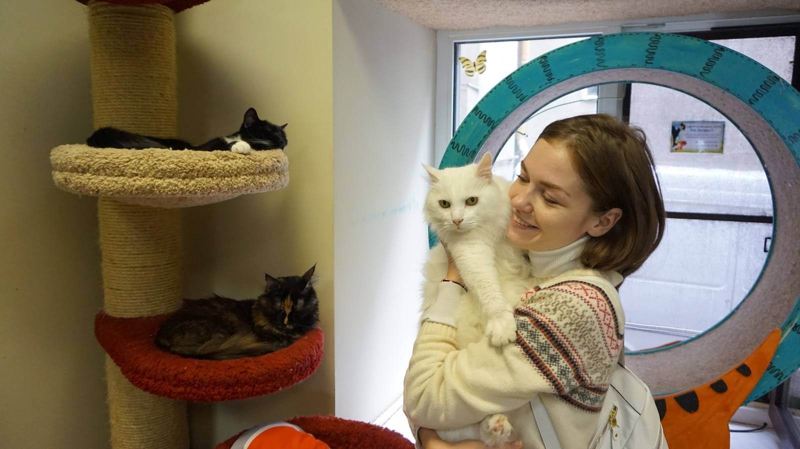 Котокафе в санкт петербурге