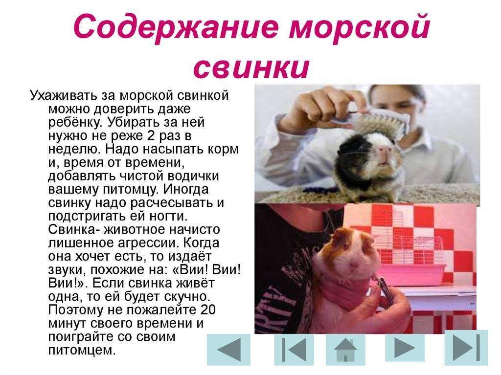 Содержание морской свинки: плюсы и минусы - ростки жизни