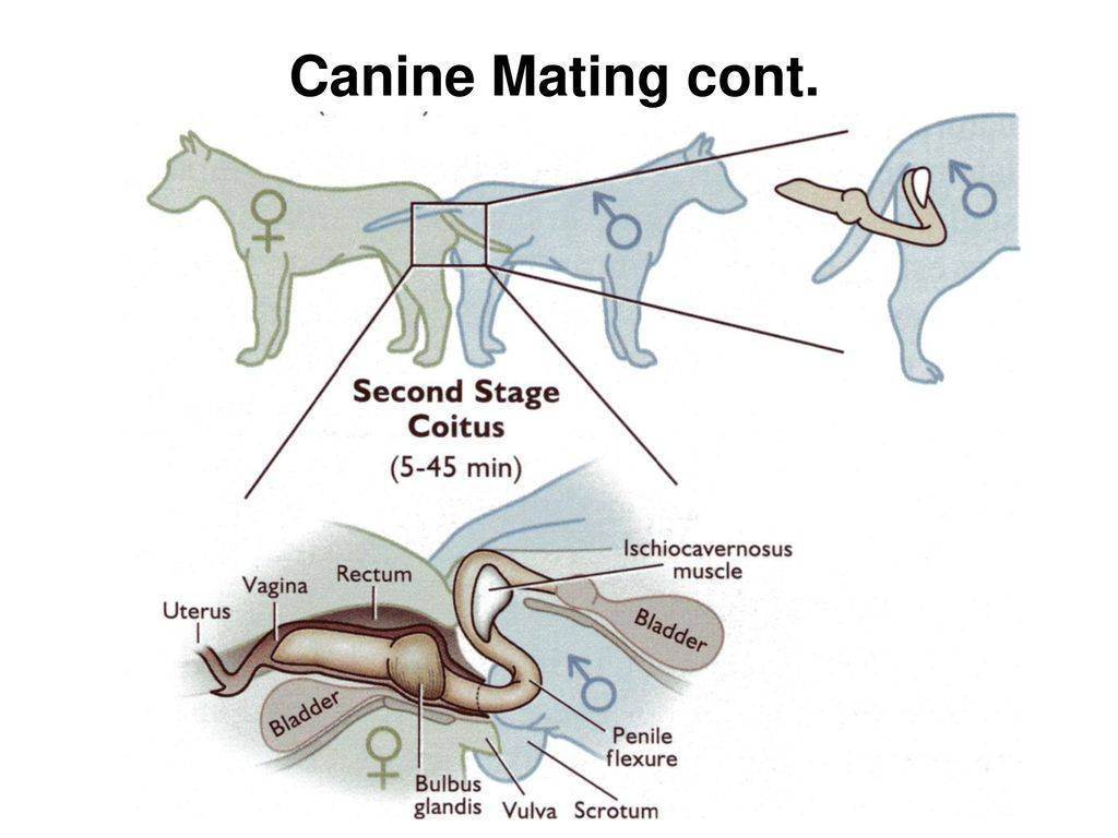 Физиологическое строение половой системы самцов и самок собак
