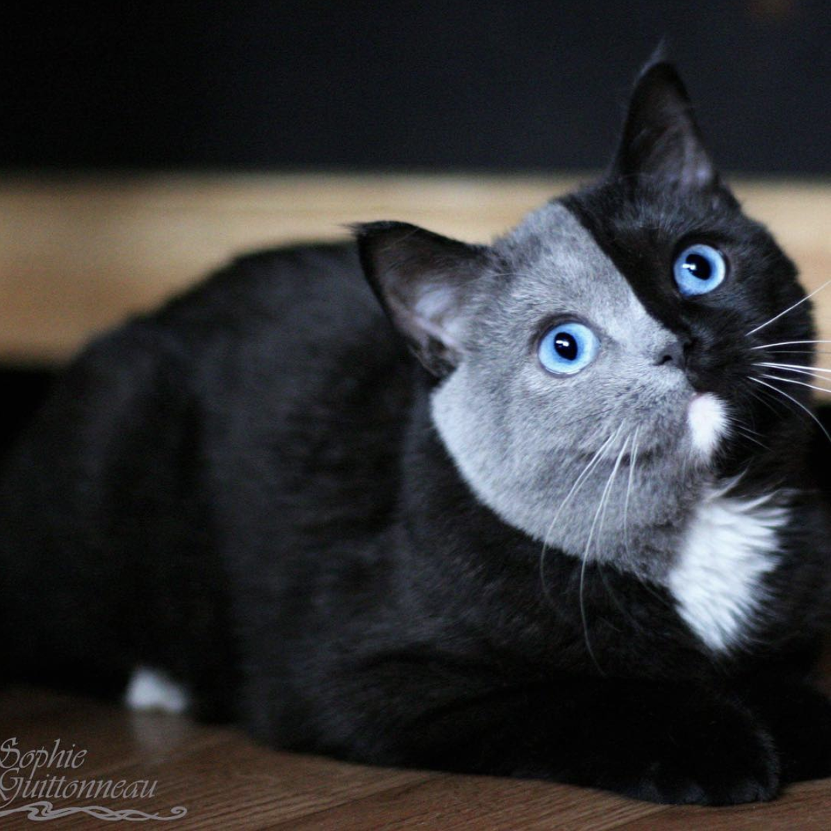 Кошки с голубыми глазами: список пород с фото