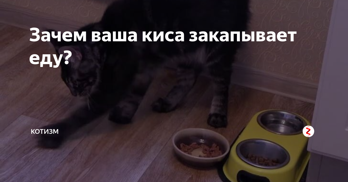 Почему кошка закапывает еду и скребет лапой рядом с ней