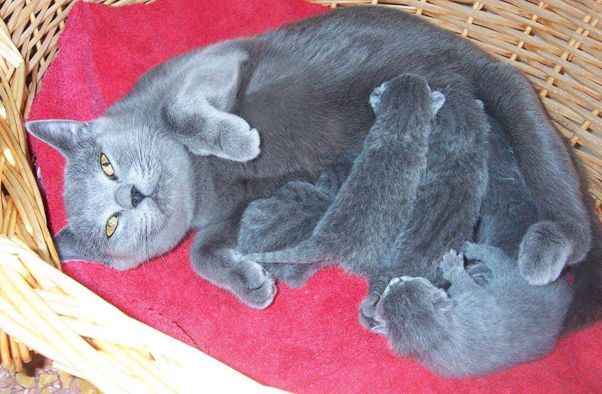Как протекает беременность британских короткошерстных кошек | наши лучшие друзья