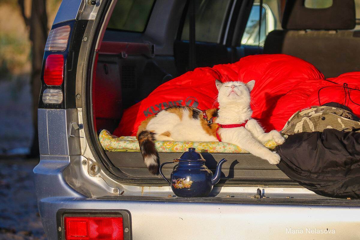 Кошка в машине: как безопасно перевезти животное