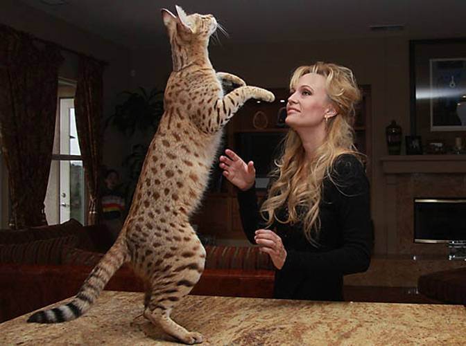 Топ-10 самых больших кошек в мире: описание и фото