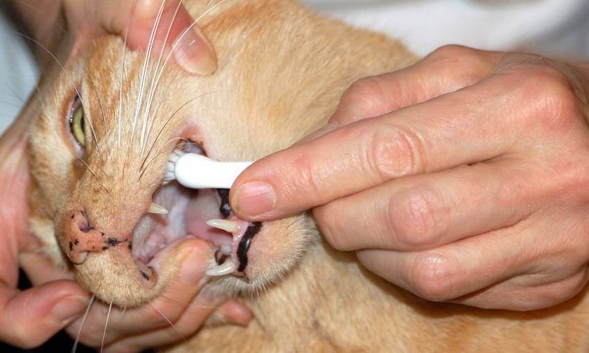 Чем и как чистить зубы кошке дома