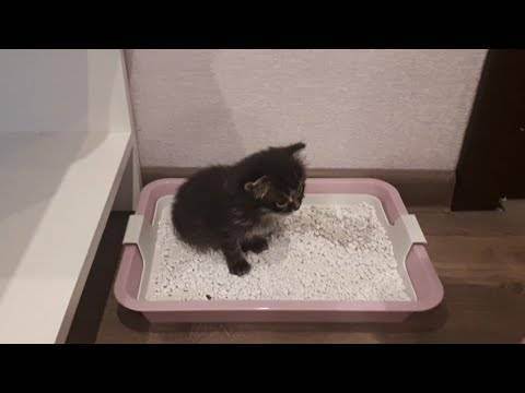 Как приучить маленького котенка к туалету