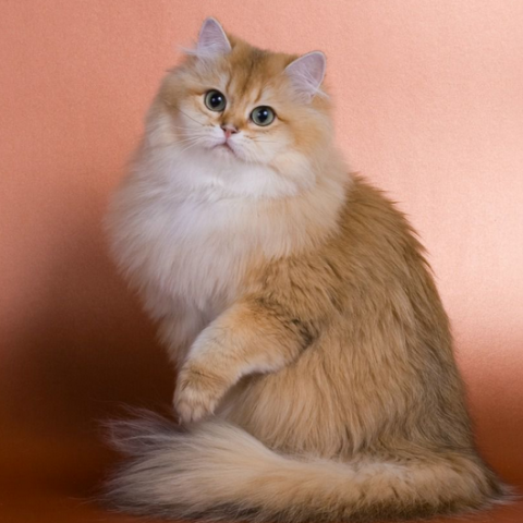 Британские длинношерстные кошки. описание породы и фото