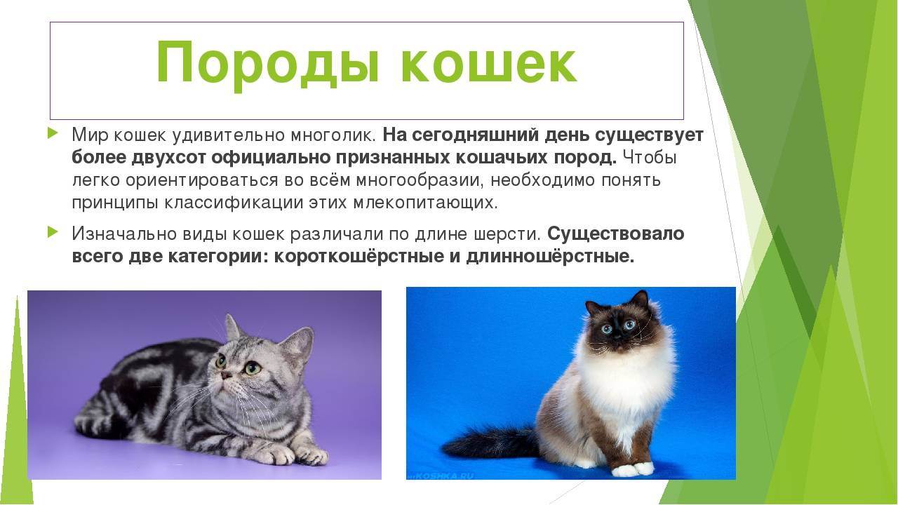 Кошка породы бурмилла — подробное описание, характер свойственный породе, цена и внешние особенности (100 фото и видео)