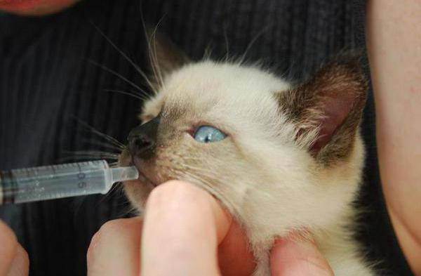 Пневмония у кошек – признаки, диагностика и лечение воспаления лёгких