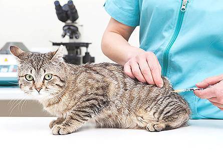 Какие прививки нужно делать котятам и в каком возрасте