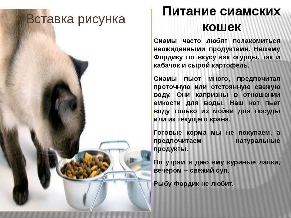 Чем кормить британского котенка в домашних условиях: какое питание лучше выбрать