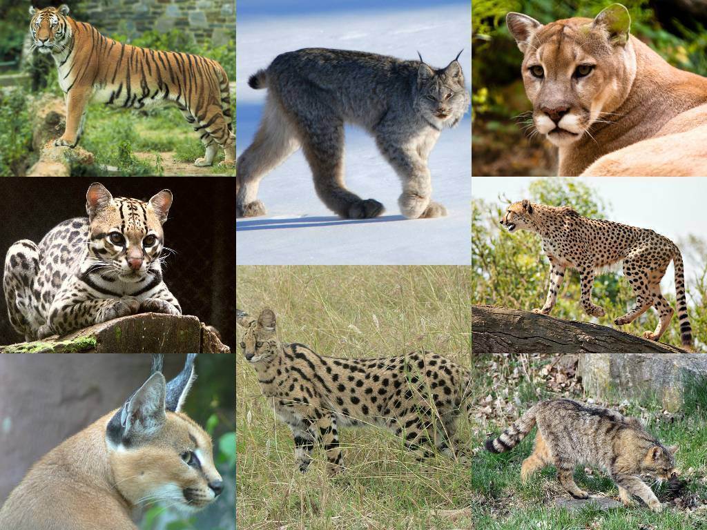 Семейство кошачьих – виды и представители хищных животных | список кошачьих с фото и описанием