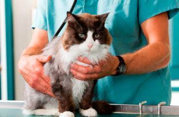 Кастрация шотландского кота – оптимальный возраст вислоухого питомца и возможные последствия процедуры