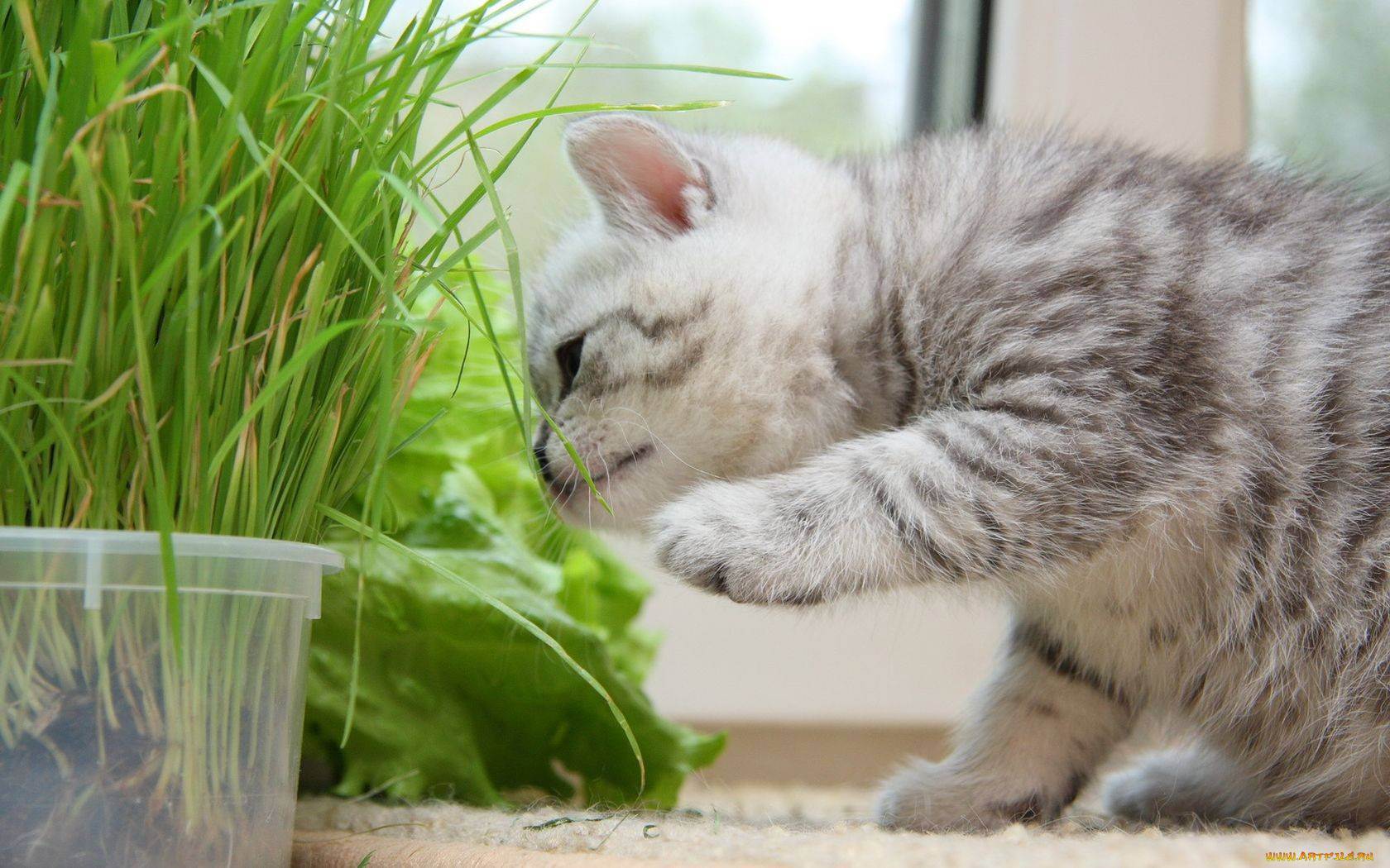 Какую траву едят кошки? | какую траву выращивать для кота?