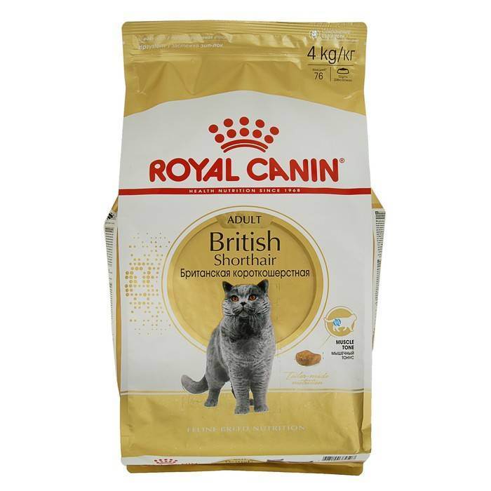 Чем кормить британского котенка в домашних условиях: какое питание лучше выбрать