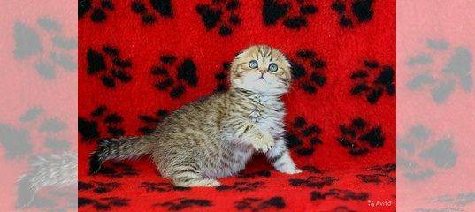 Скоттиш фолд-шотландская вислоухая короткошерстная кошка