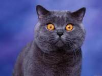 Британские кошки: описание вида, характер, уход
