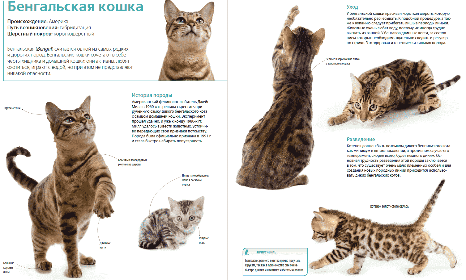 Бенгальская кошка: описание и характер породы, кормление