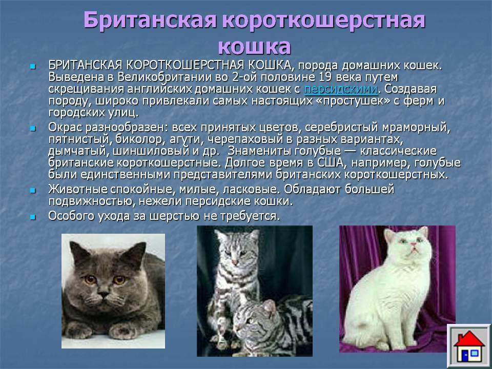 Европейская короткошерстная (кельтская) кошка: описание, характер, советы по содержанию и уходу, фото екш