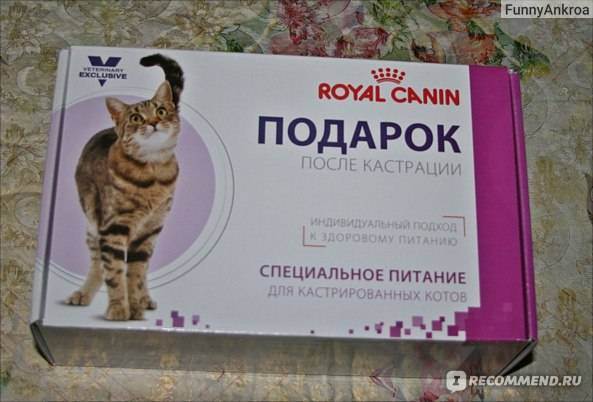 Как правильно кормить стерилизованную кошку?