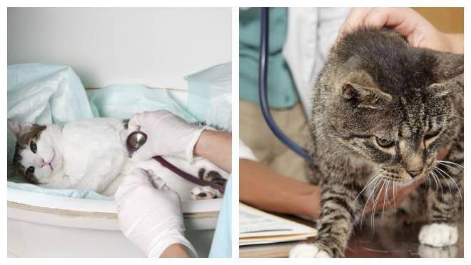 Цистит у кошки: симптомы и лечение в домашних условиях