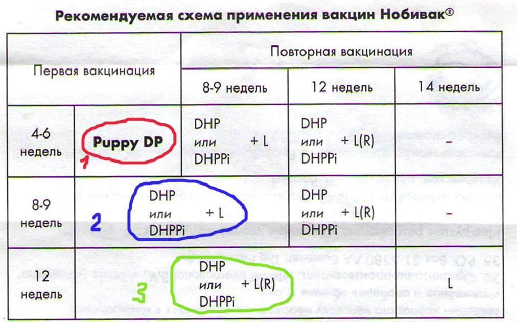 Схема вакцинации биовак