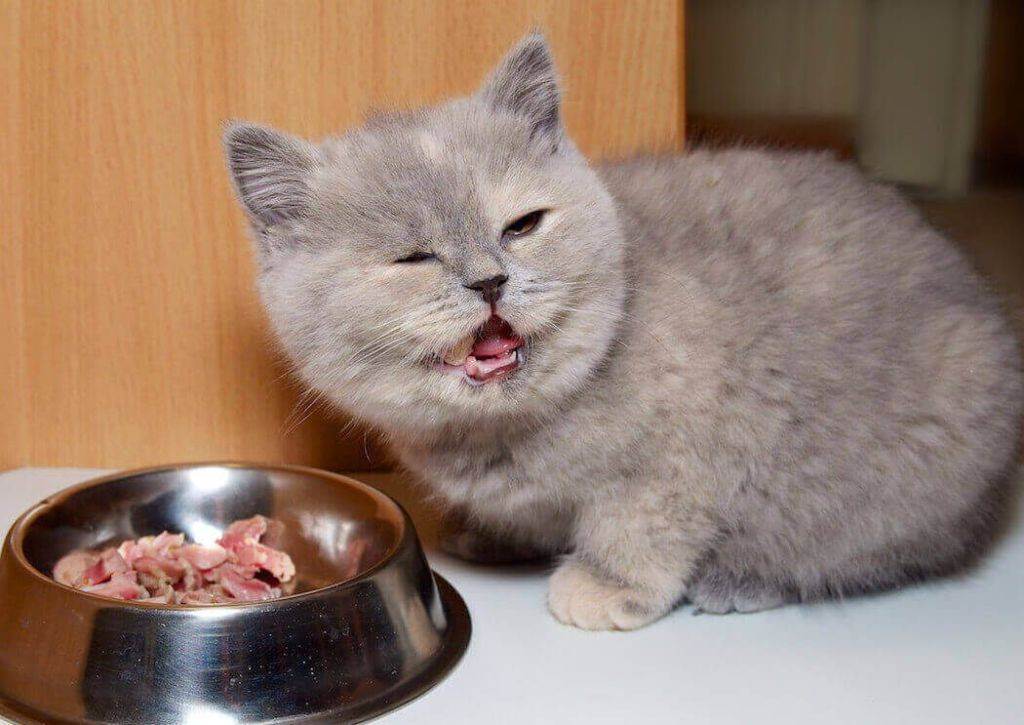 Какие крупы можно давать кошкам вместе с мясом или рыбой, кормят ли котят манной кашей?