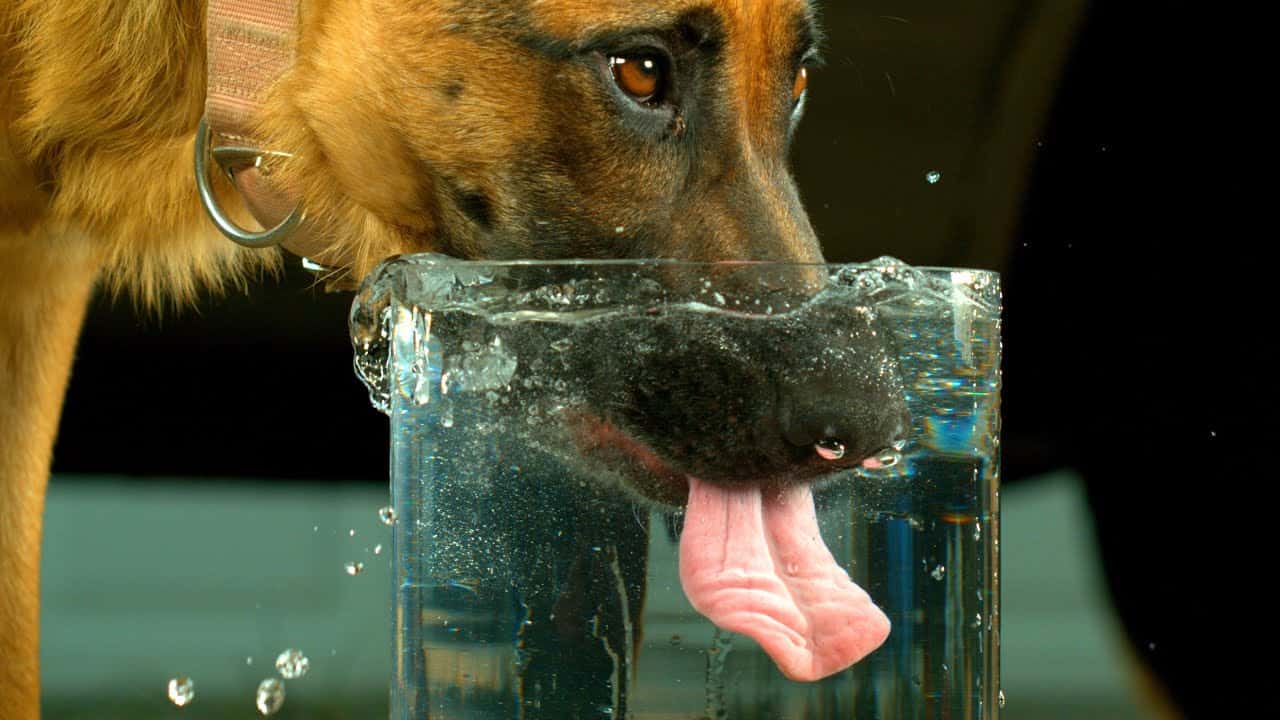 Учащенное дыхание у собак: причины и их объяснения | звери дома