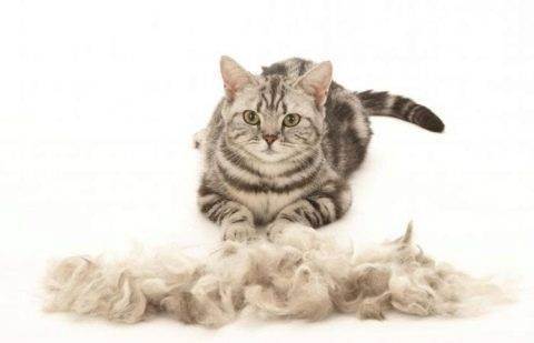 Шотландский кот сильно линяет - что делать. шотландская кошка линяет: в чем причина и что делать
