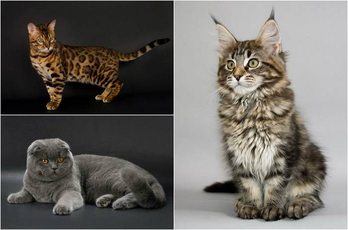 Китайская кошка: стандарты породы, характер и повадки, здоровье и питание, фото, места обитания, содержание в неволе