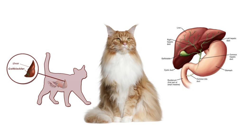 Печеночная недостаточность у кошек: причины возникновения, симптомы и 7 самых частых заболевания органа.