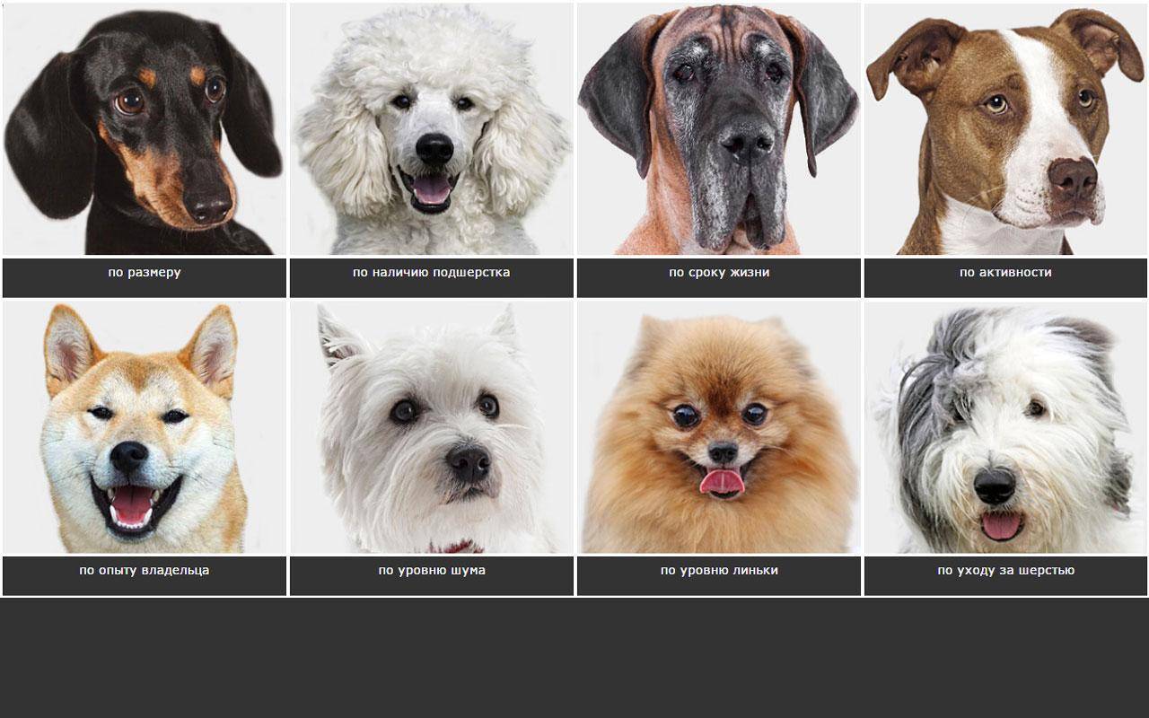 Какие породы собак склонны к выпадению глаз?