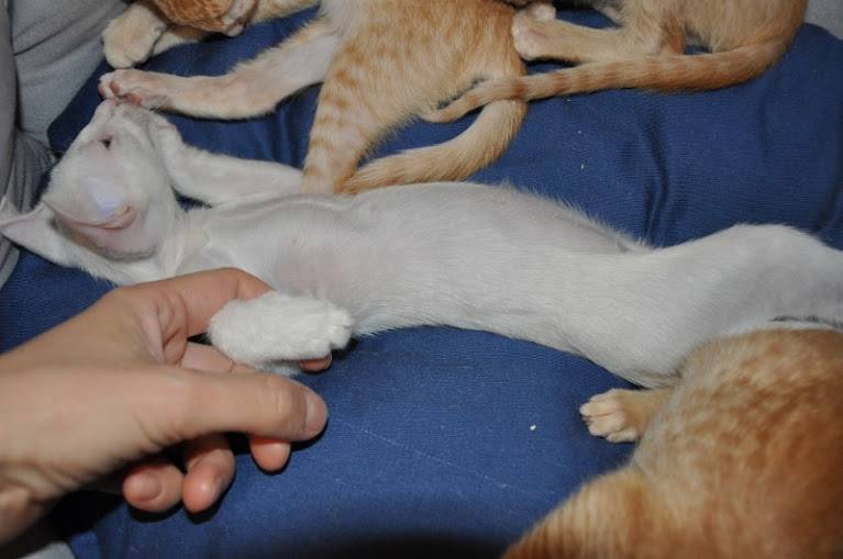 Опухоль молочной железы у кошки