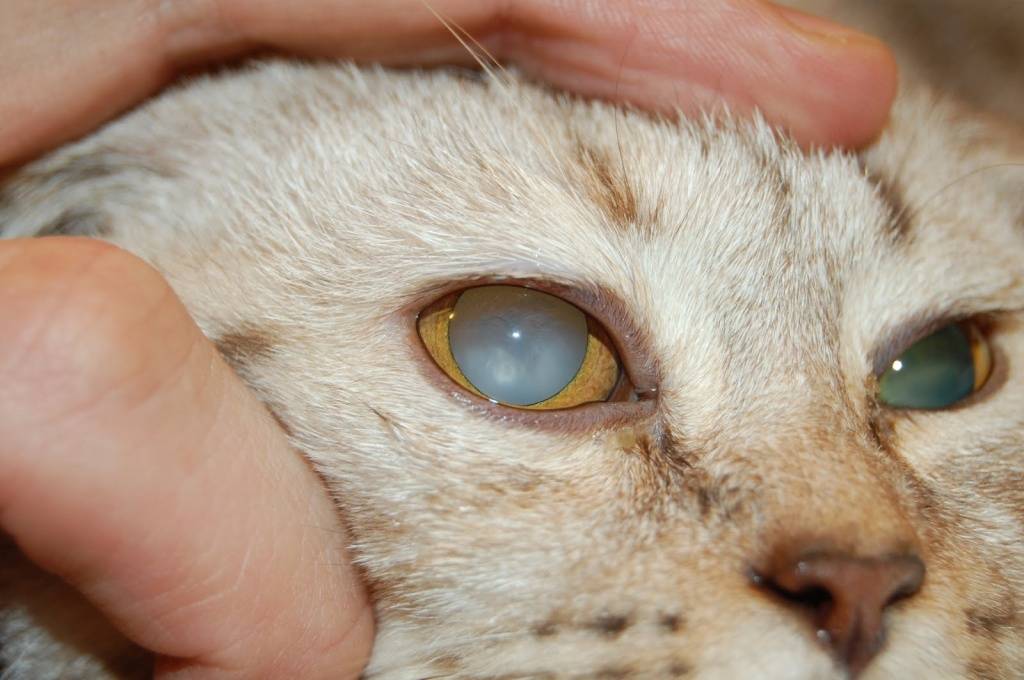 Панофтальмит у кошек: лечение и симптомы болезней глаз у питомцев