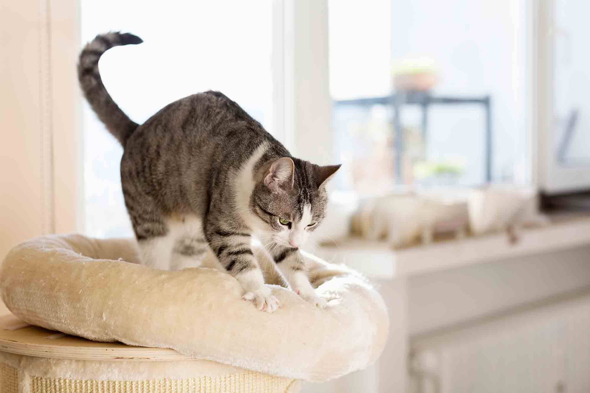 Зачем кошки мнут одеяло, постель и человека?
