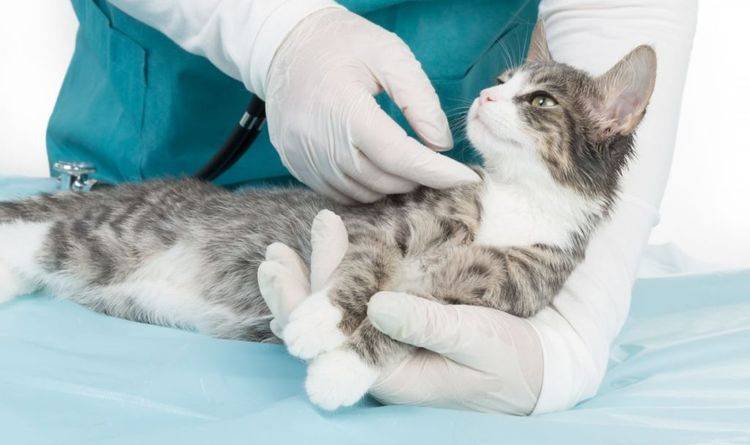 Короновирусная инфекция у кошек: симптомы и лечение