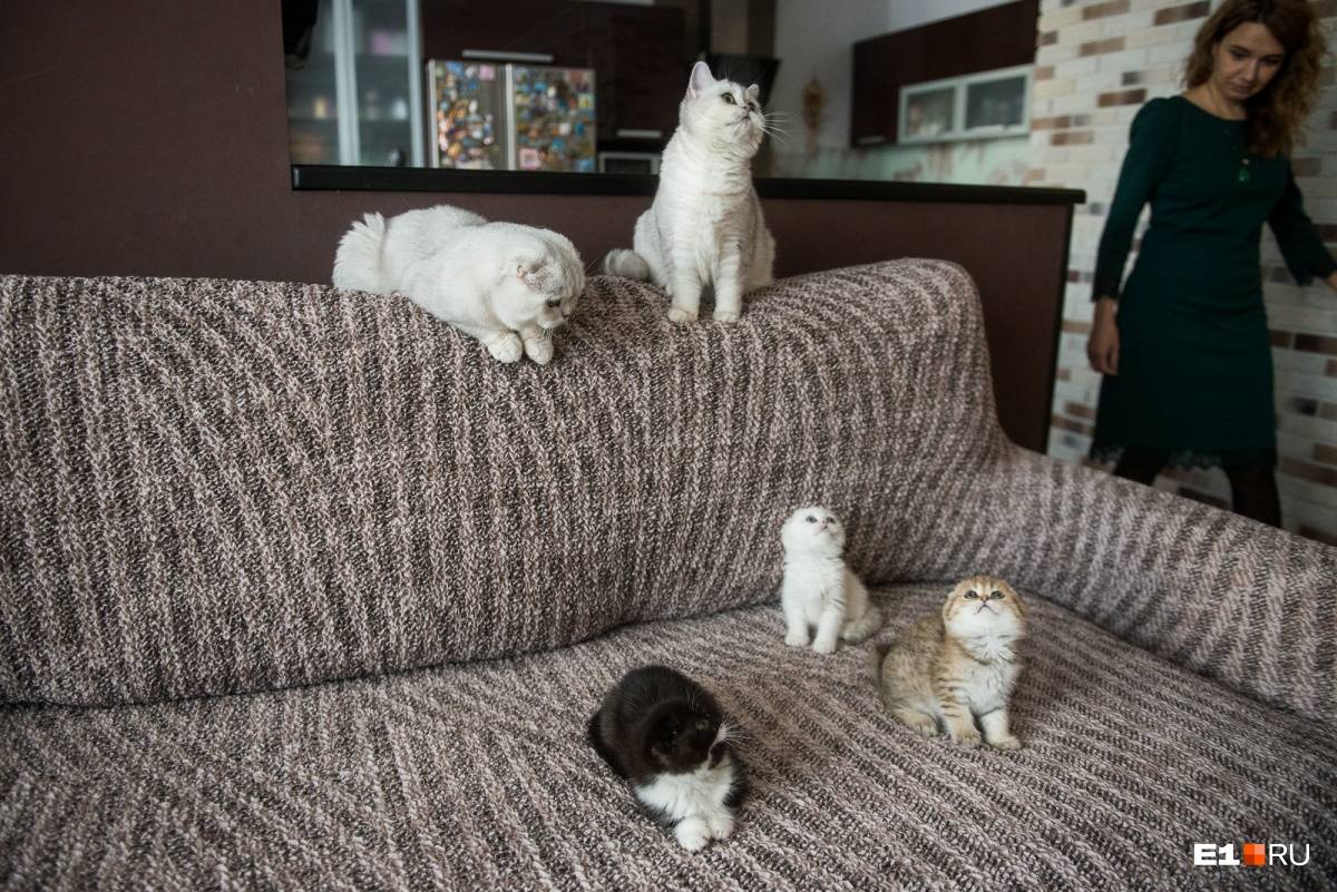 Какую породу кошек завести в квартире и какого котенка выбрать если в доме ребенок