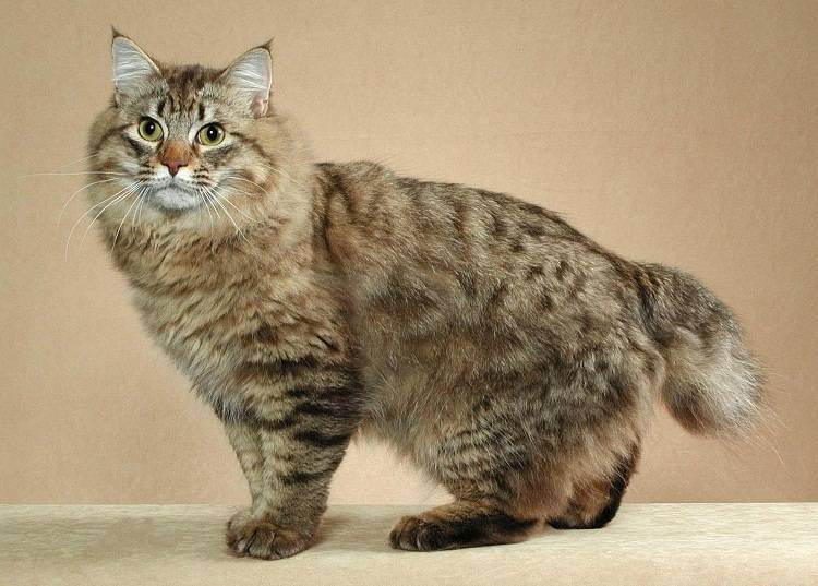 Рекордсмены семейства кошачьих по размерам – самые крупные породы