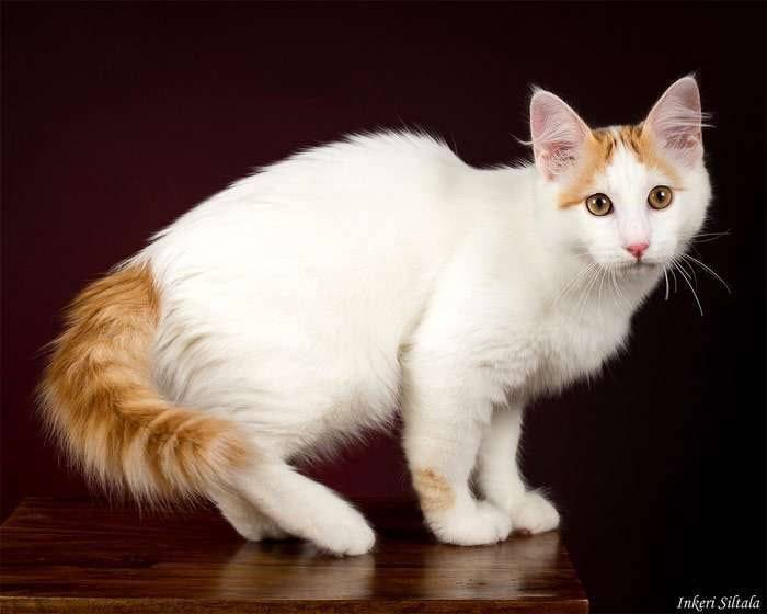 Турецкая ангора: фото и описание породы, цена котенка, характер кошки