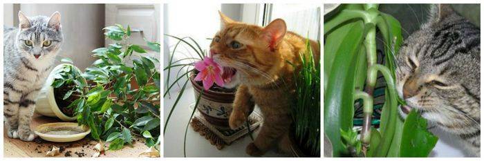 Что делать, если кот ест цветы