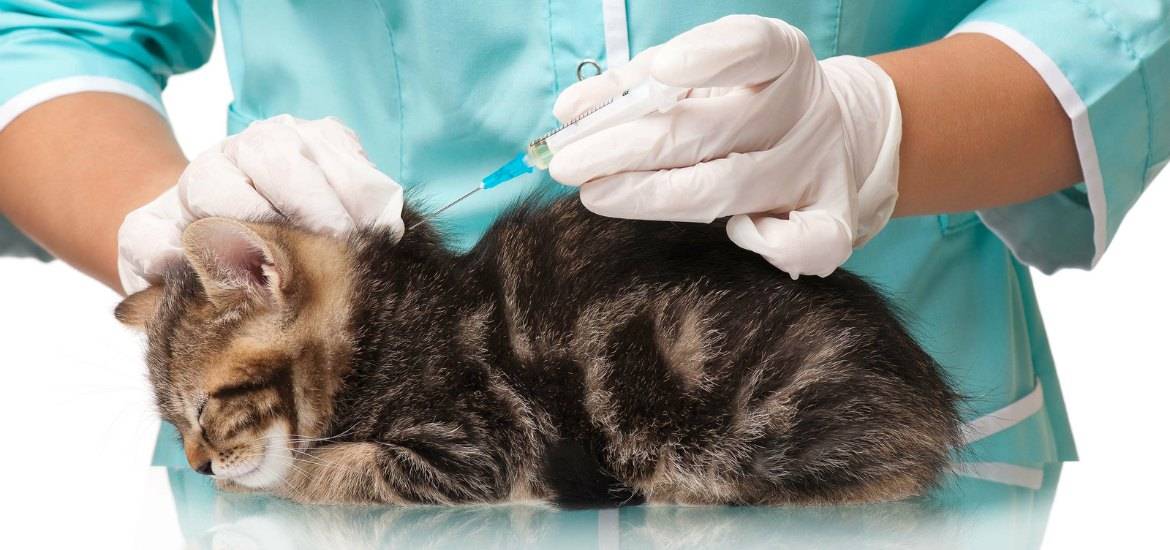 Сколько стоит прививка для кошек от лишая